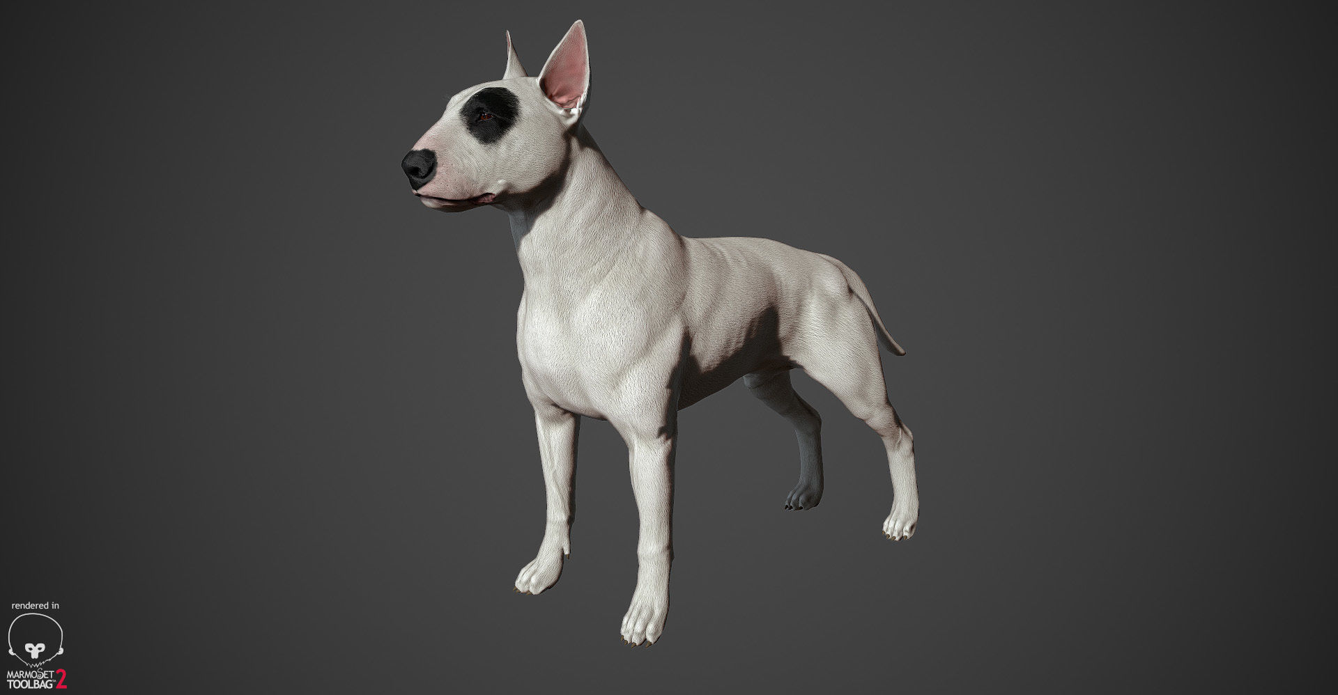 Bull Terrier Real-Time Low-poly 3D model_12