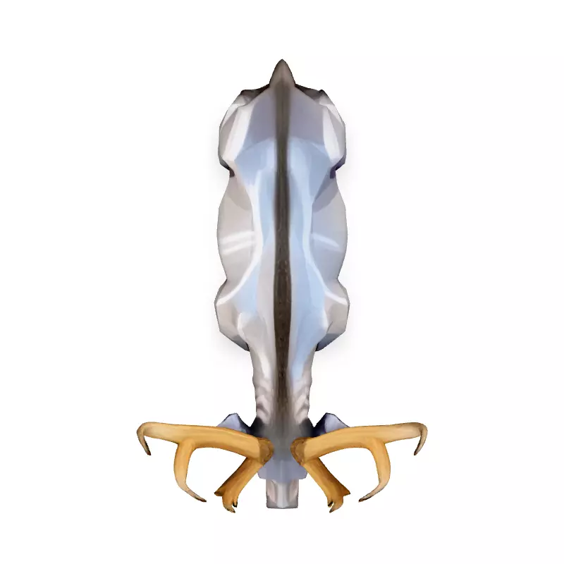 Low Poly Stylized Deer 3D Model Low-poly 3D model_7