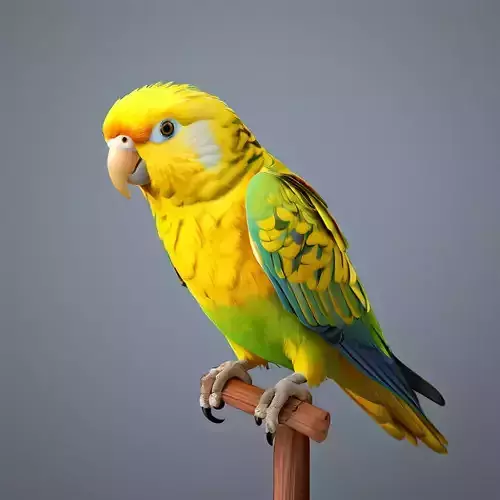 Realistic Animated Superbe Parrot 3D Model