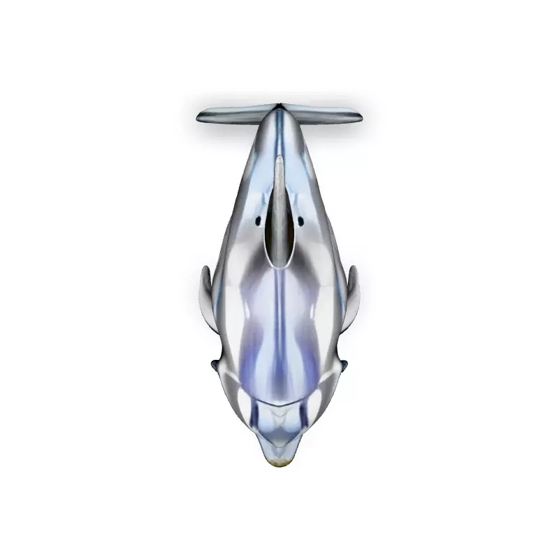 Realistic Silver Chrome Dolphin 3D Model Low-poly 3D model_7