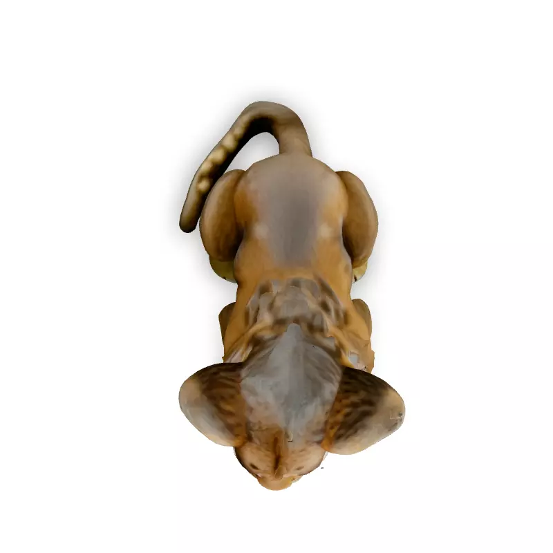 Realistic Adorable Lion Cub 3D Model Low-poly 3D model_7