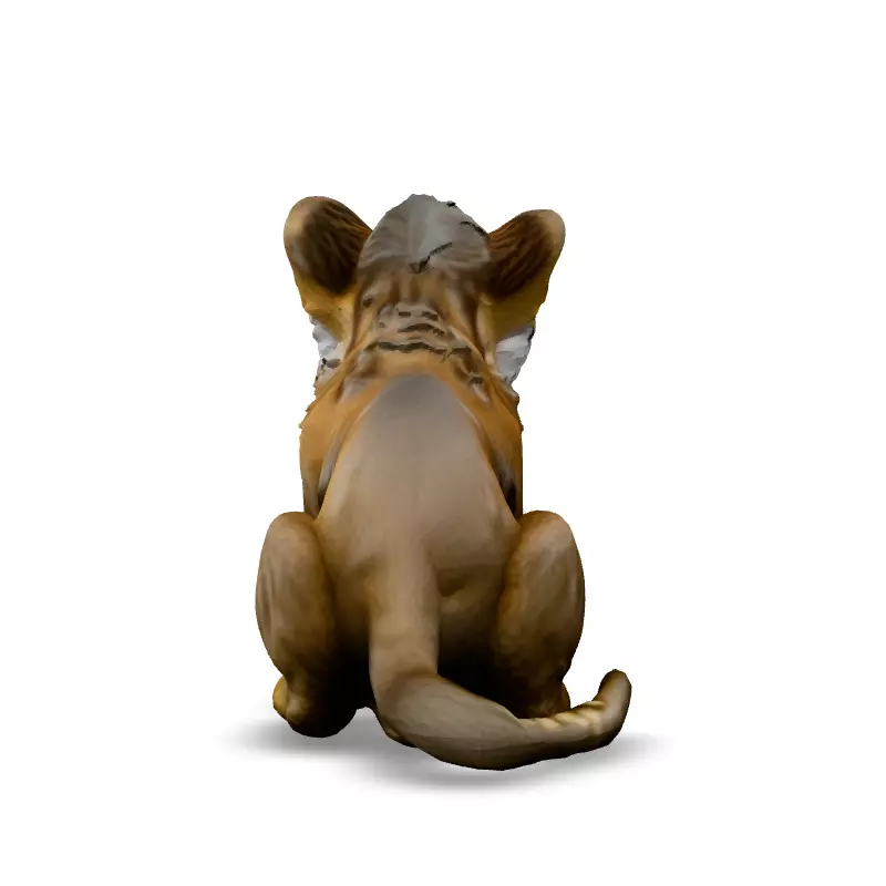 Realistic Adorable Lion Cub 3D Model Low-poly 3D model_6