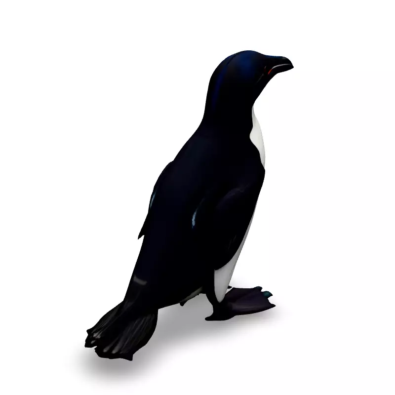 Realistic Razorbill 3D Model Low-poly 3D model_2