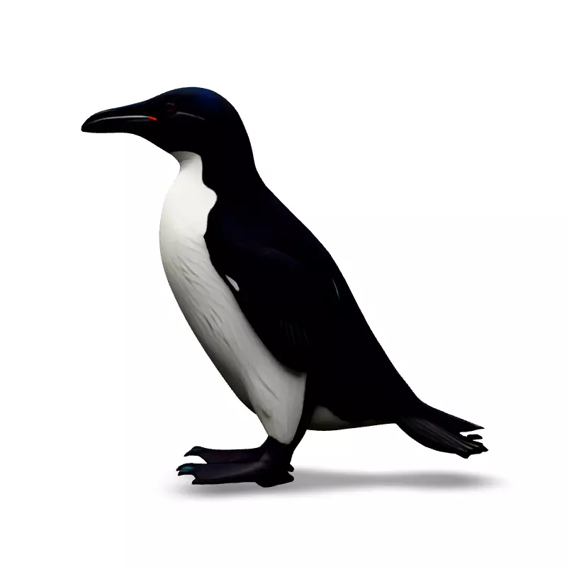 Realistic Razorbill 3D Model Low-poly 3D model_6