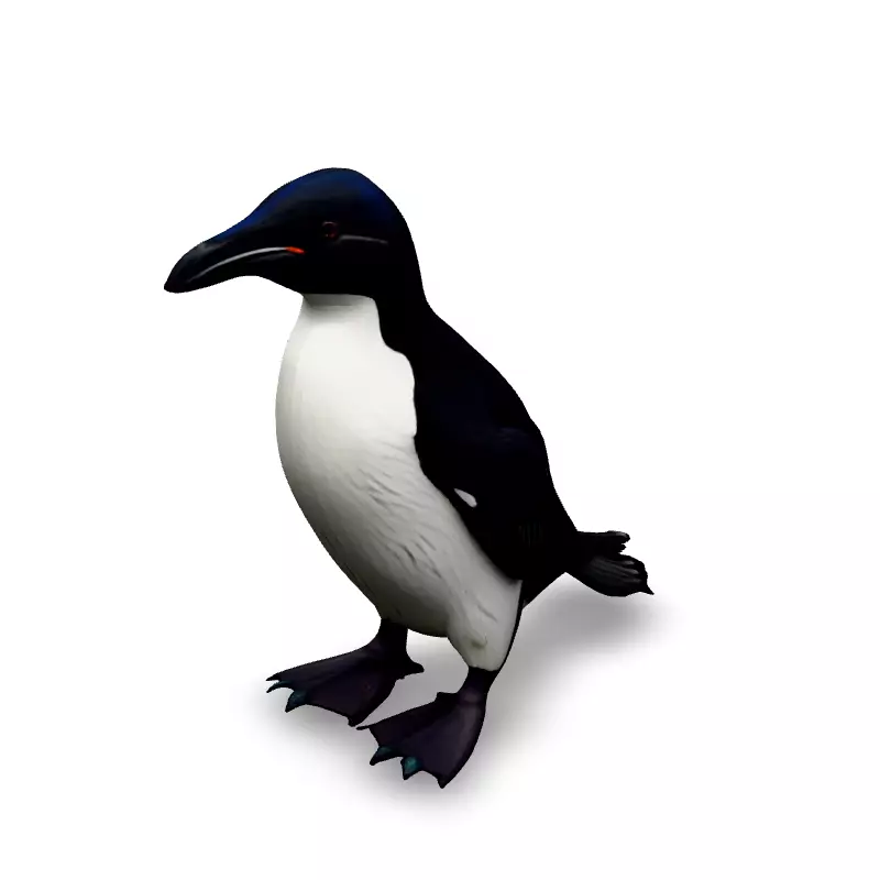 Realistic Razorbill 3D Model Low-poly 3D model_4