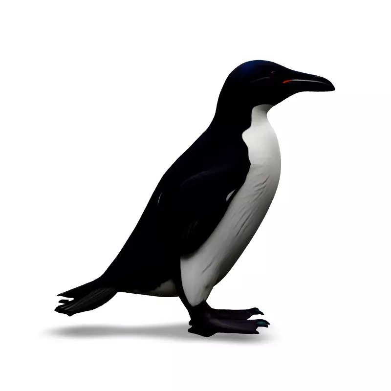 Realistic Razorbill 3D Model Low-poly 3D model_3