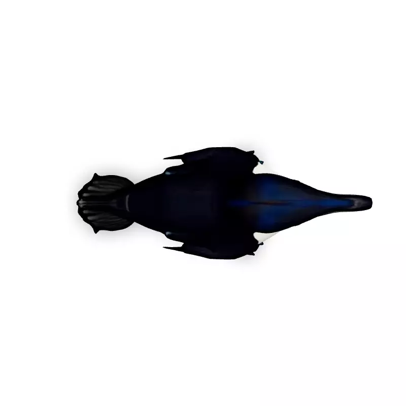 Realistic Razorbill 3D Model Low-poly 3D model_7