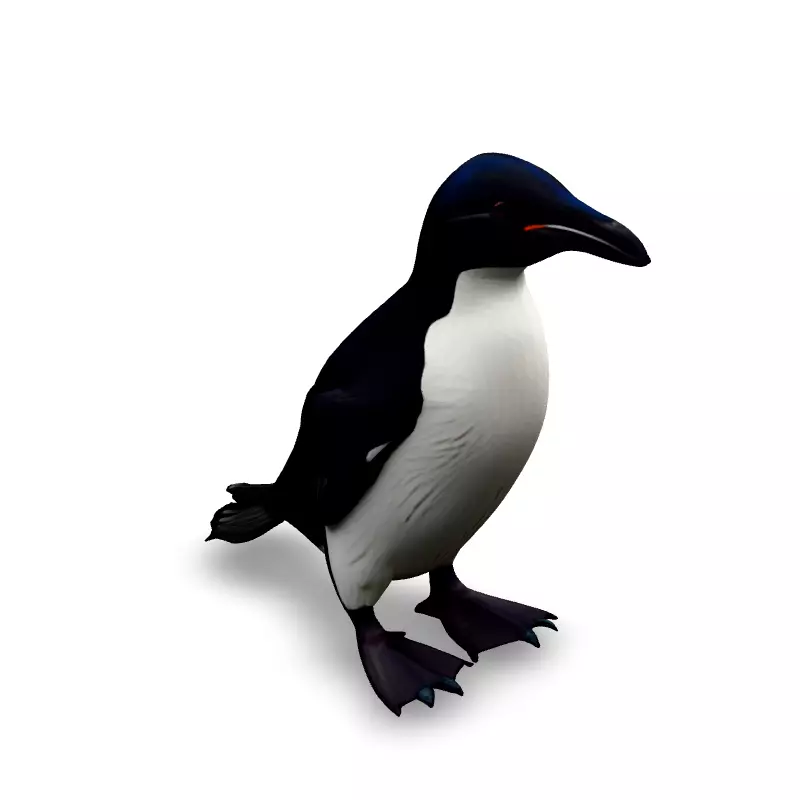 Realistic Razorbill 3D Model Low-poly 3D model_1