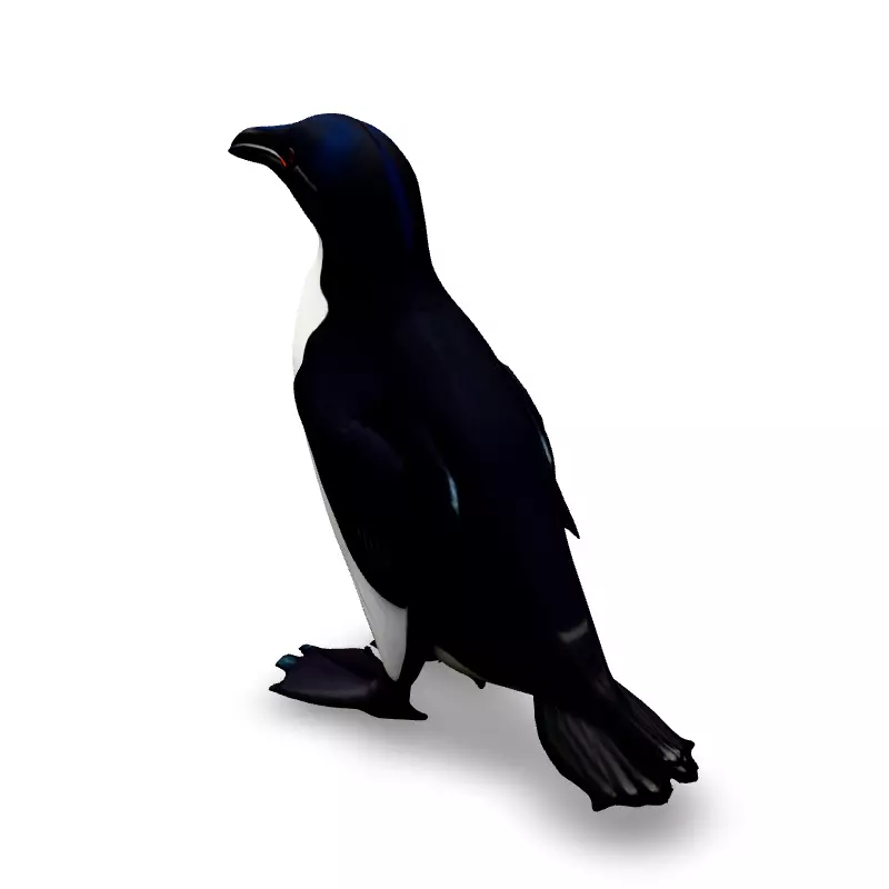 Realistic Razorbill 3D Model Low-poly 3D model_5