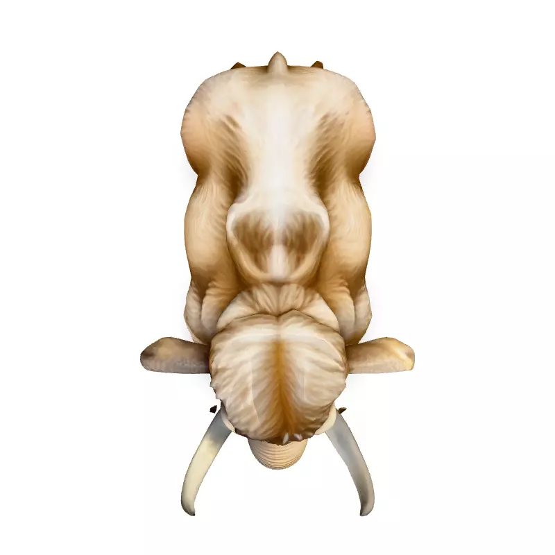 Realistic Woolly Mammoth 3D Model Low-poly 3D model_7