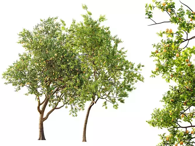 AV Fruit Trees Pear Pyrus and Vulgaris Prunus 3D model