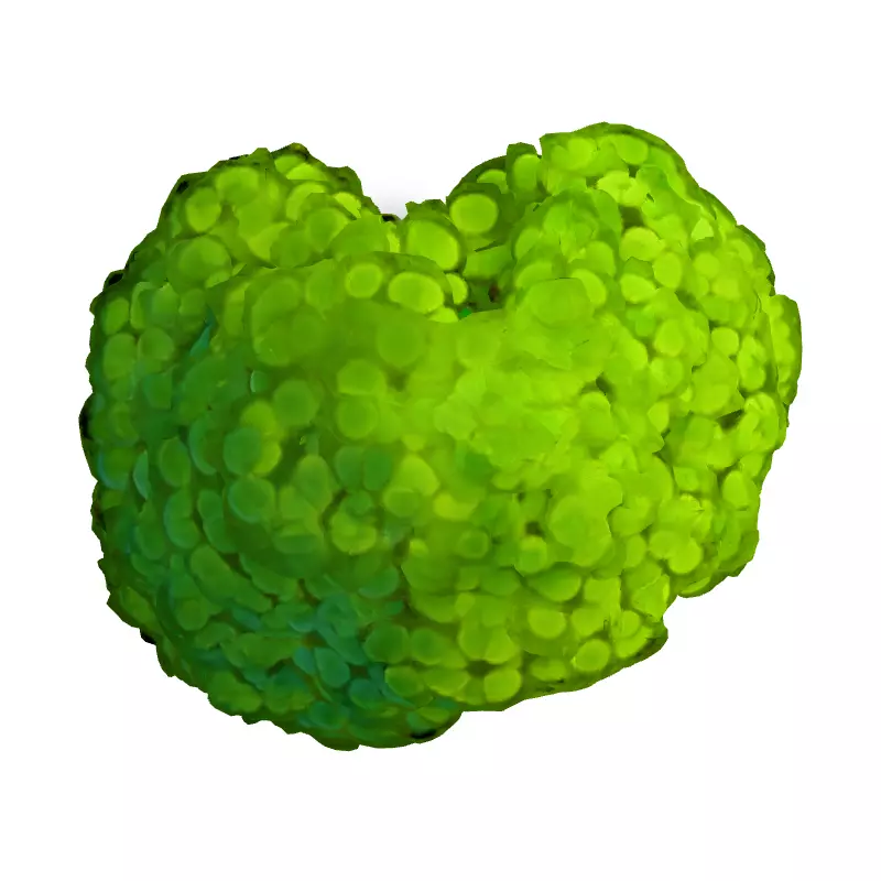 Stylized Bonsai Tree 3D Model Low-poly 3D model_7