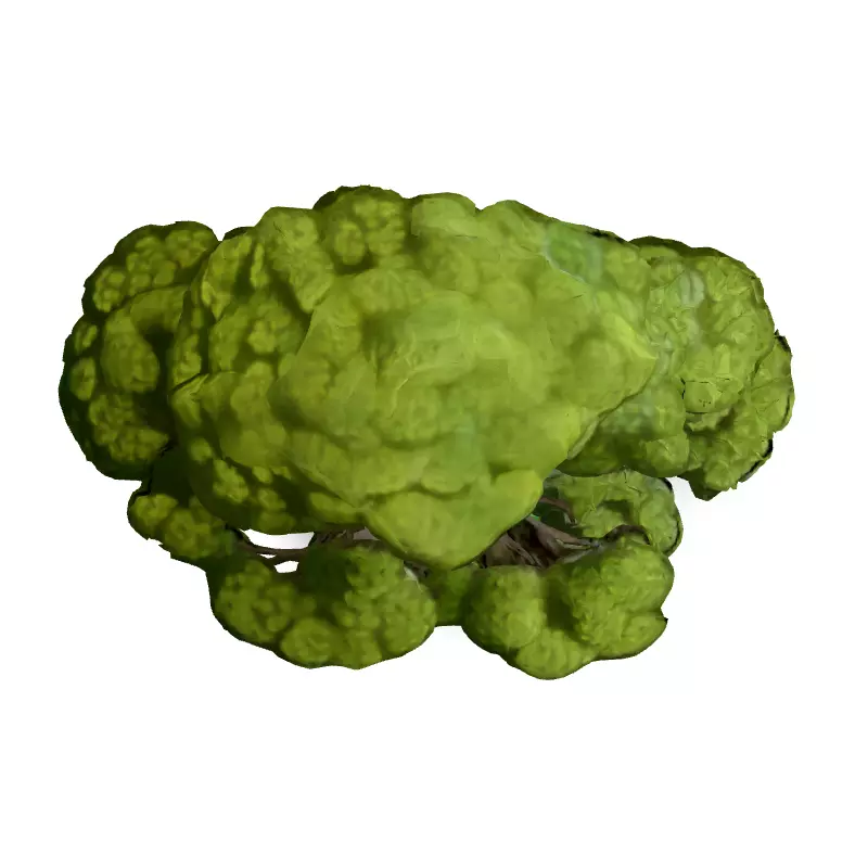 Stylized Bonsai Tree 3D Model Low-poly 3D model_7