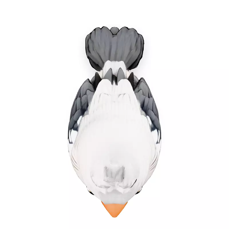 Adorable Cartoon Baby Bird 3D Model Low-poly 3D model_7