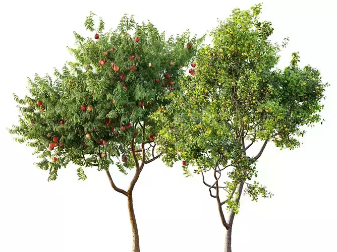 AV Fruit Trees Persica Peach and Prunus Plum 3D model