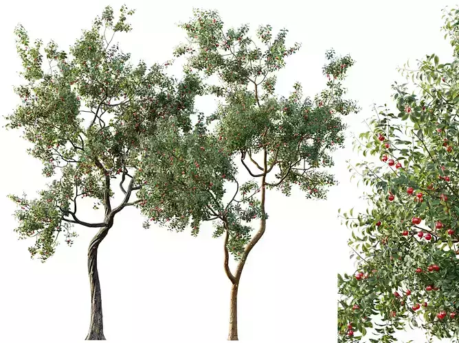 AV Fruit Trees Crataegus Pinnatifida and Cerasus Cherry 3D model