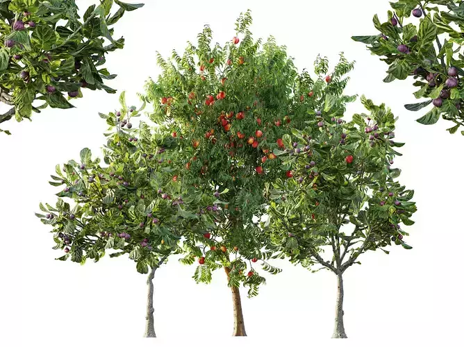 AV Fruit Trees Ficus Fig and Amygdalus Peach 3D model