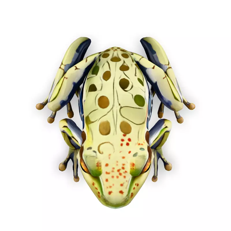 Stylized SemiTransparent Frog Low-poly 3D model_7