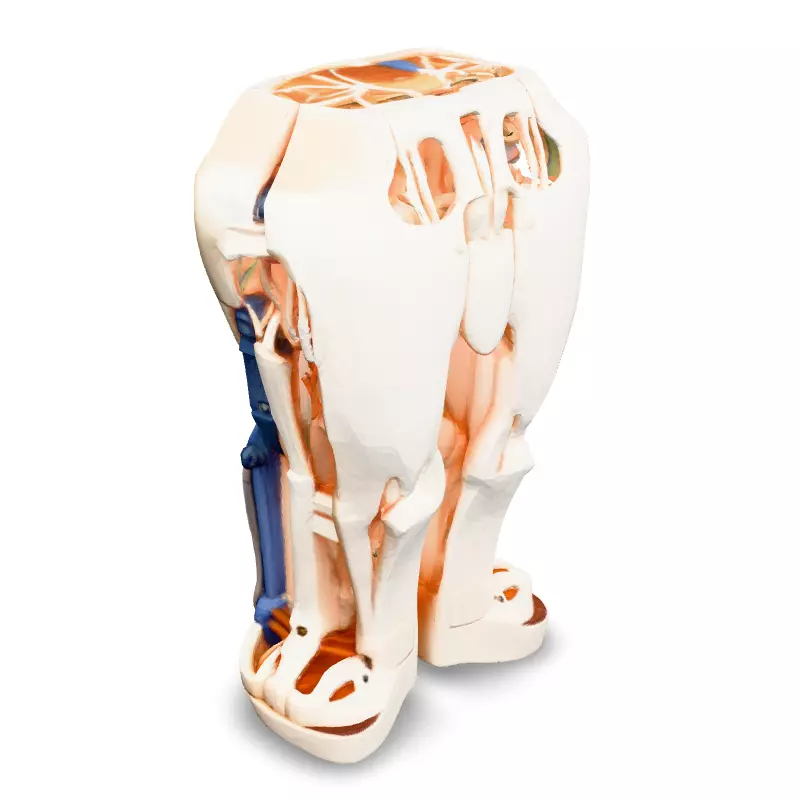 SciFi Robotic Legs with Internal Structure Low-poly 3D model_2