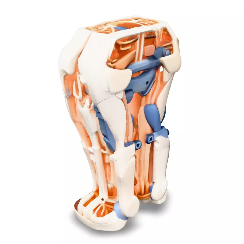 SciFi Robotic Legs with Internal Structure Low-poly 3D model_4