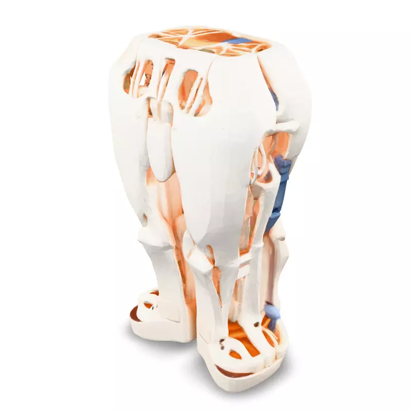 SciFi Robotic Legs with Internal Structure Low-poly 3D model_1