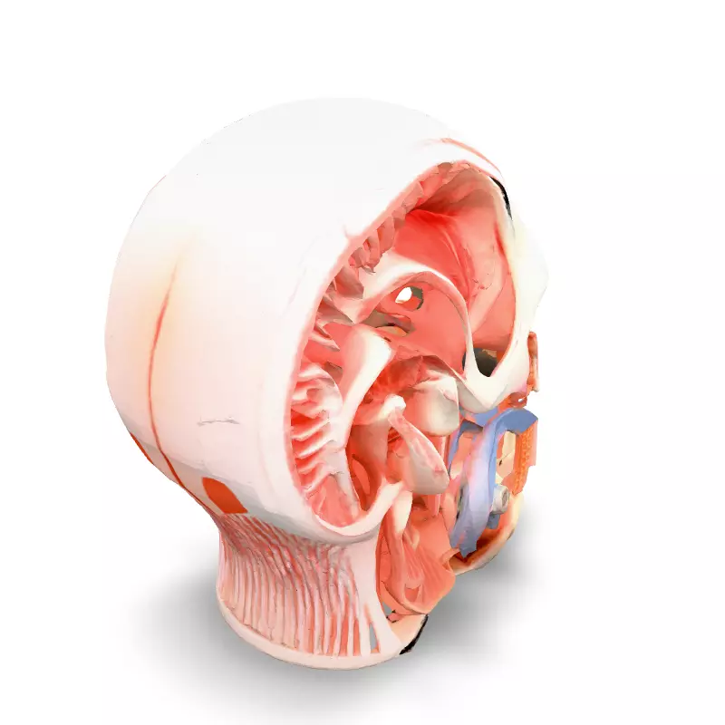 Anatomical Human Head Cutaway Model Low-poly 3D model_4