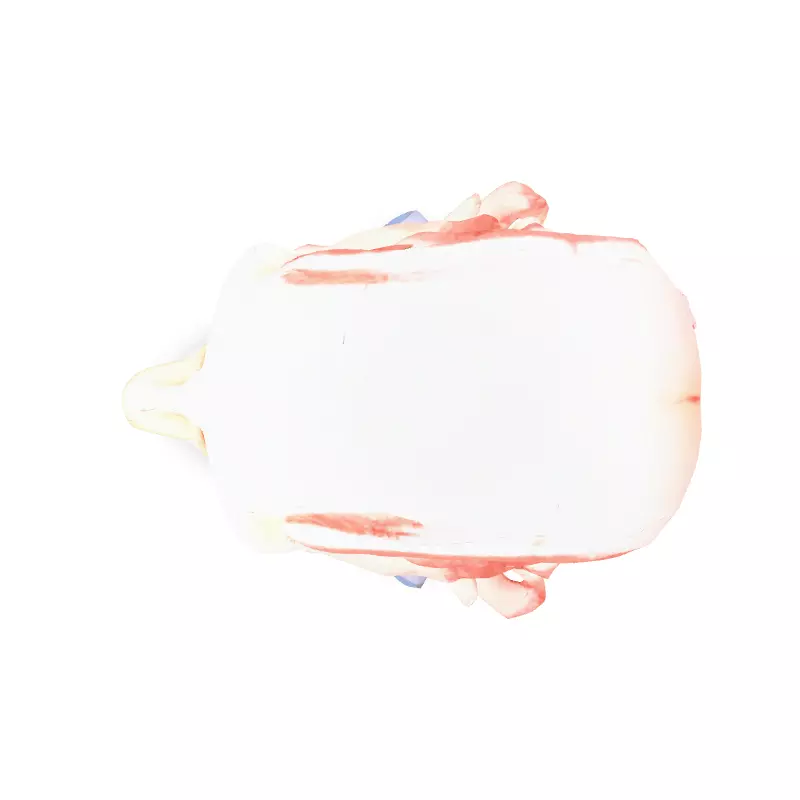 Anatomical Human Head Cutaway Model Low-poly 3D model_7