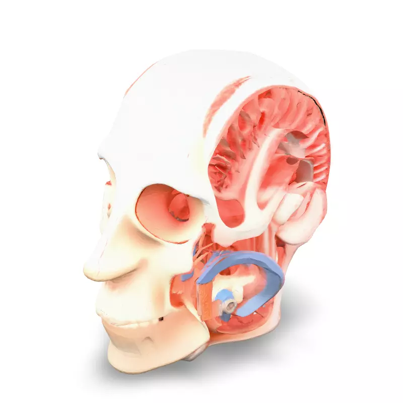 Anatomical Human Head Cutaway Model Low-poly 3D model_2