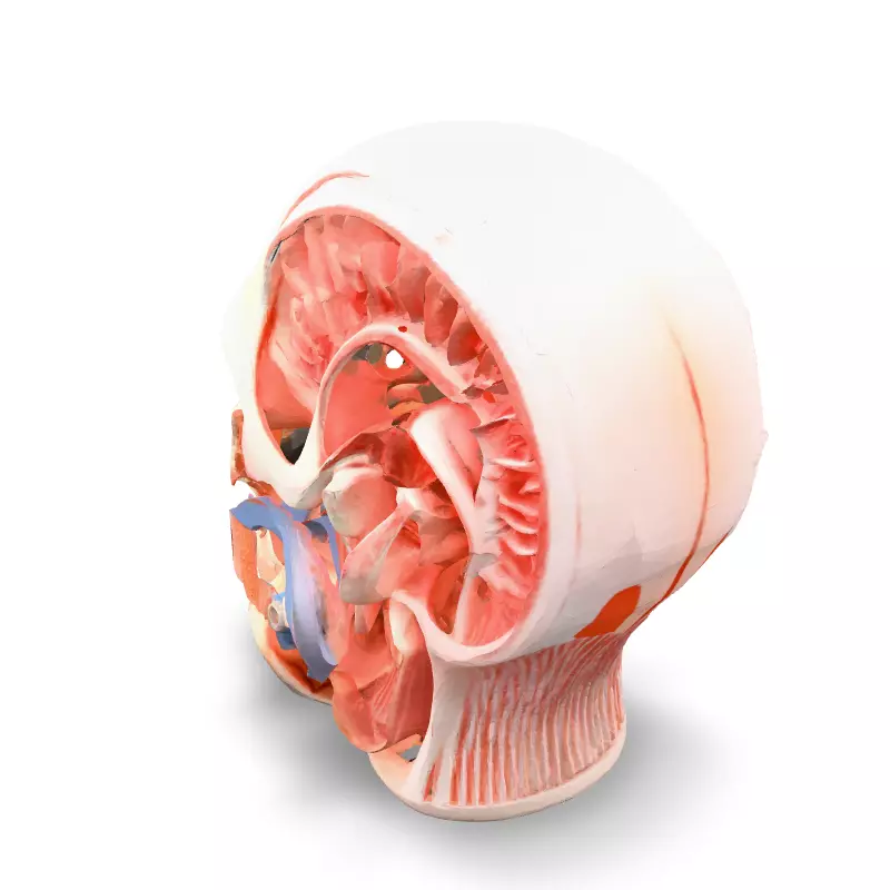Anatomical Human Head Cutaway Model Low-poly 3D model_1