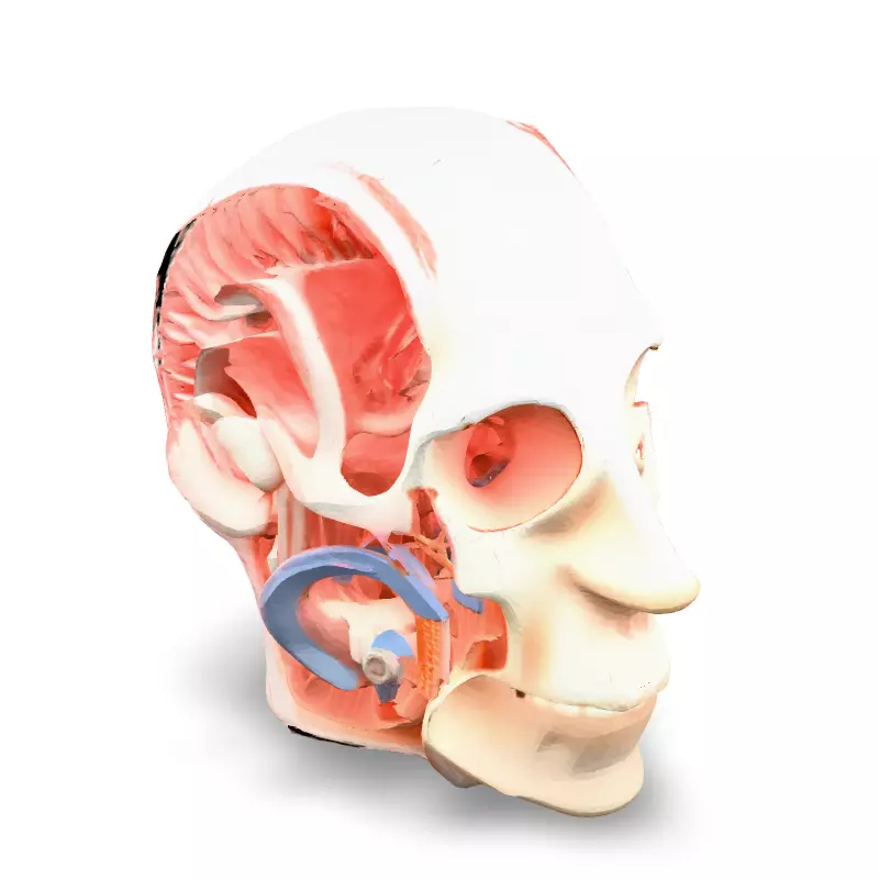 Anatomical Human Head Cutaway Model Low-poly 3D model_5