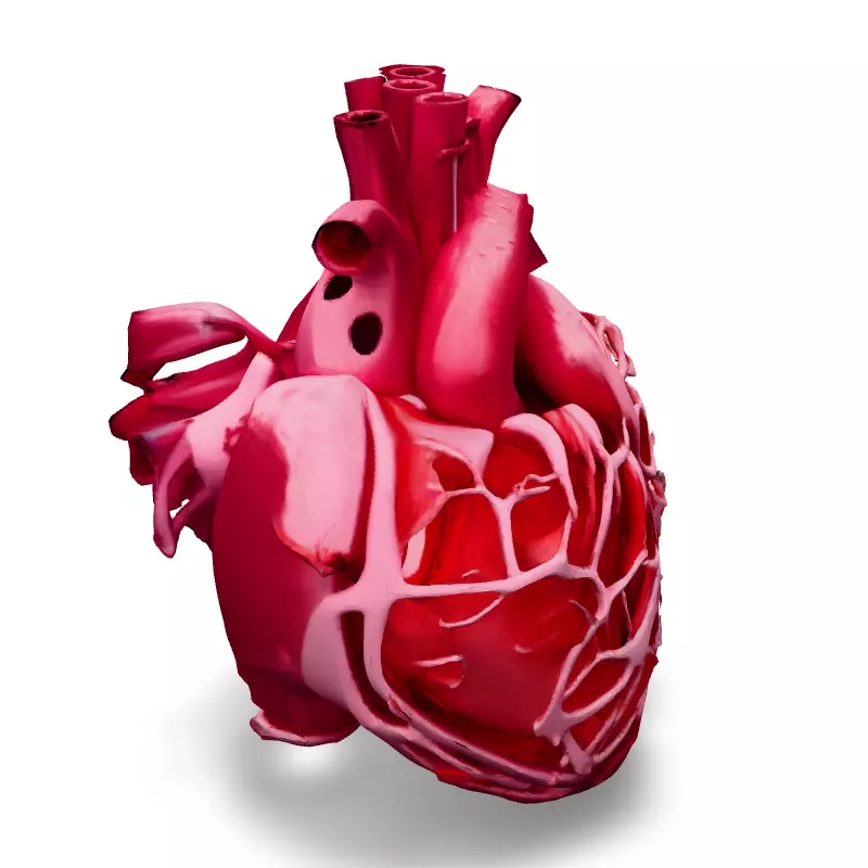 Realistic Anatomical Human Heart Model Low-poly 3D model_2