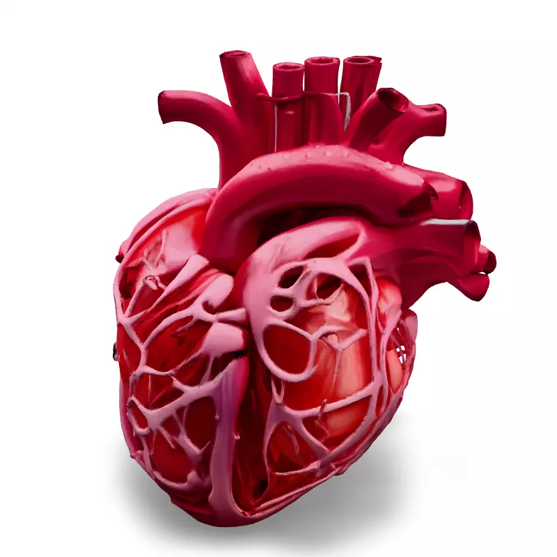 Realistic Anatomical Human Heart Model Low-poly 3D model_1