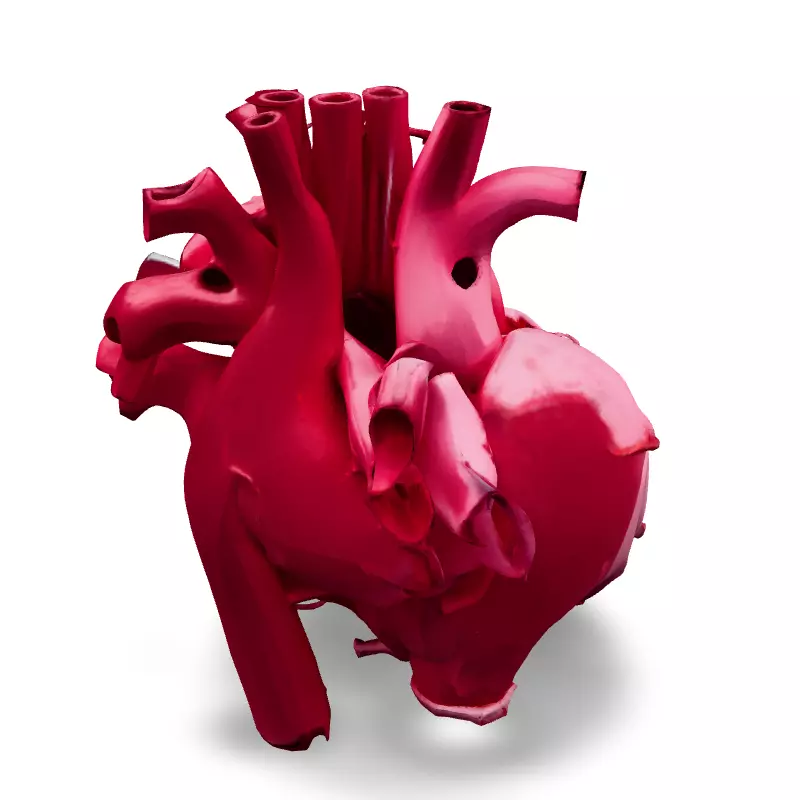 Realistic Anatomical Human Heart Model Low-poly 3D model_5
