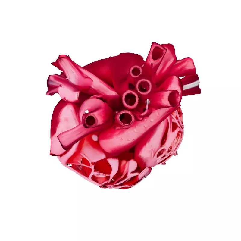 Realistic Anatomical Human Heart Model Low-poly 3D model_7