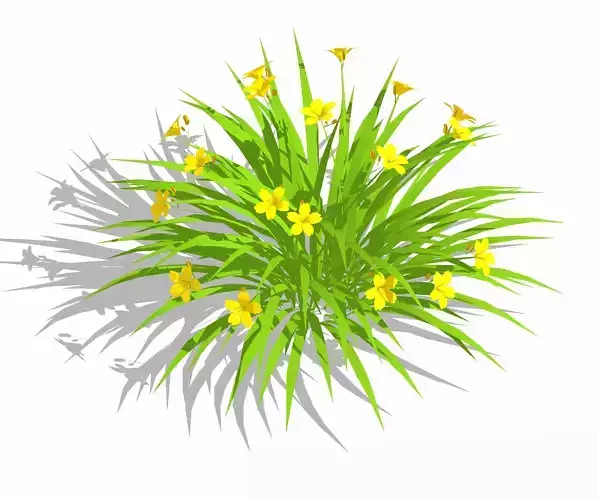 Plant Hemerocallis