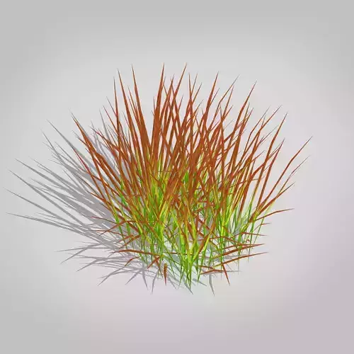 Imperata Japanese blood grass - Red Baron - kunai grass