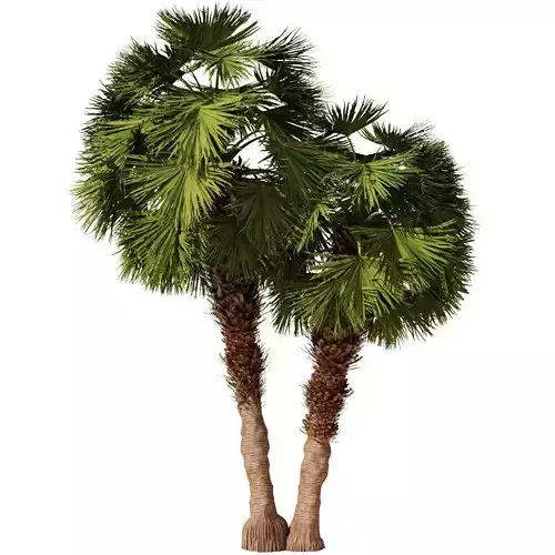 Palm tree Set33 3D model