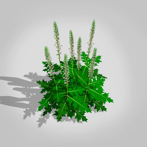 Acanthus Mollis Low-poly 3D model