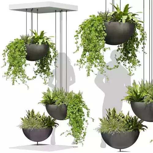3D Collection Plant vol 631 - Hanging - Asplenium - Fern