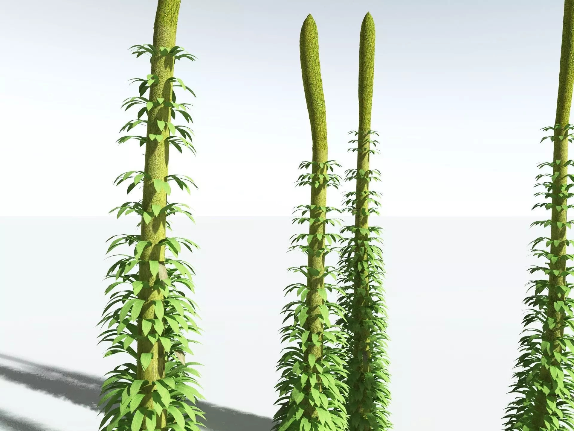 EVERYPlant Chaloneria Cormosa 3D model_5