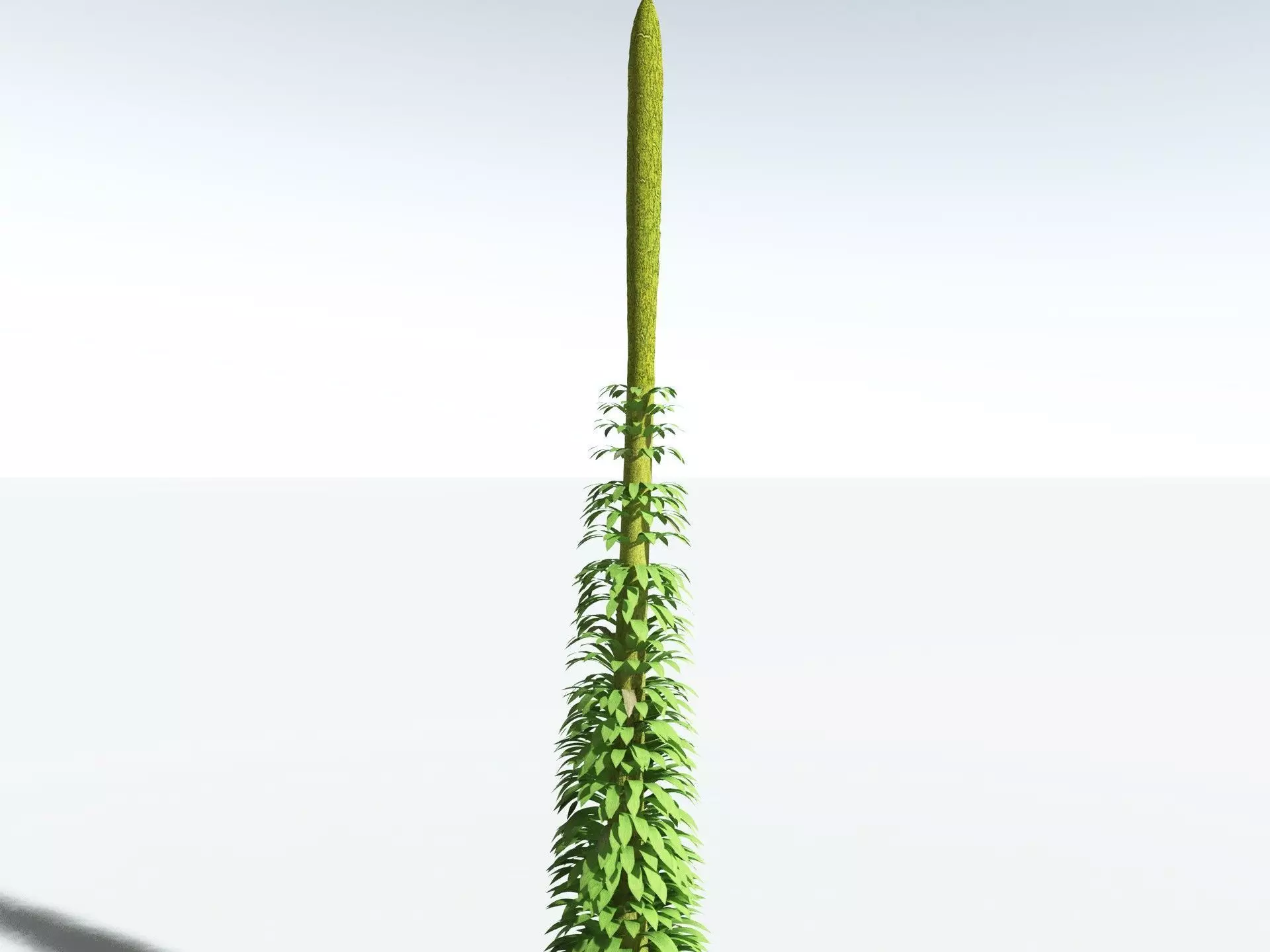 EVERYPlant Chaloneria Cormosa 3D model_31