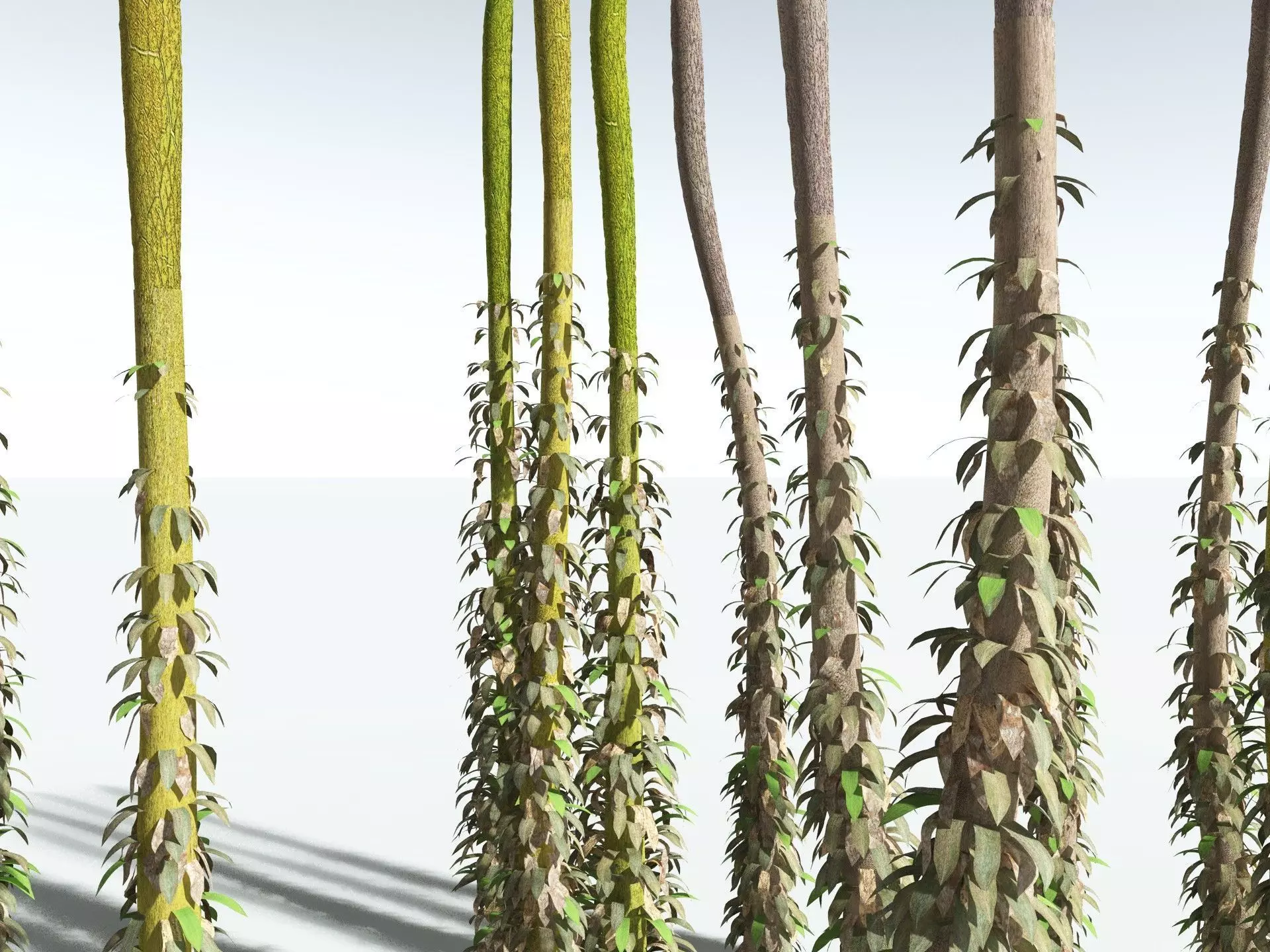 EVERYPlant Chaloneria Cormosa 3D model_17