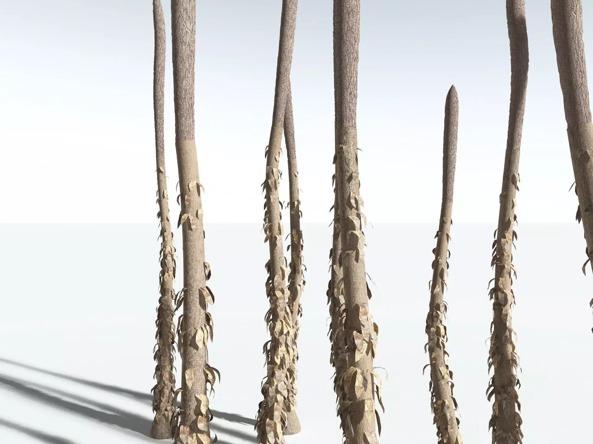 EVERYPlant Chaloneria Cormosa 3D model_19