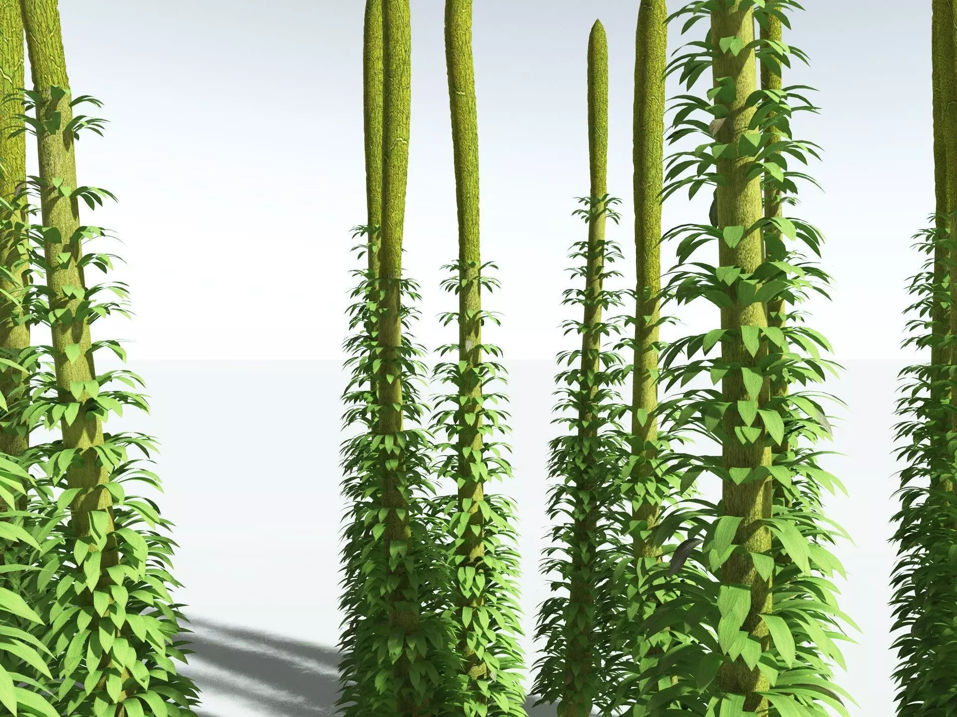 EVERYPlant Chaloneria Cormosa 3D model_7