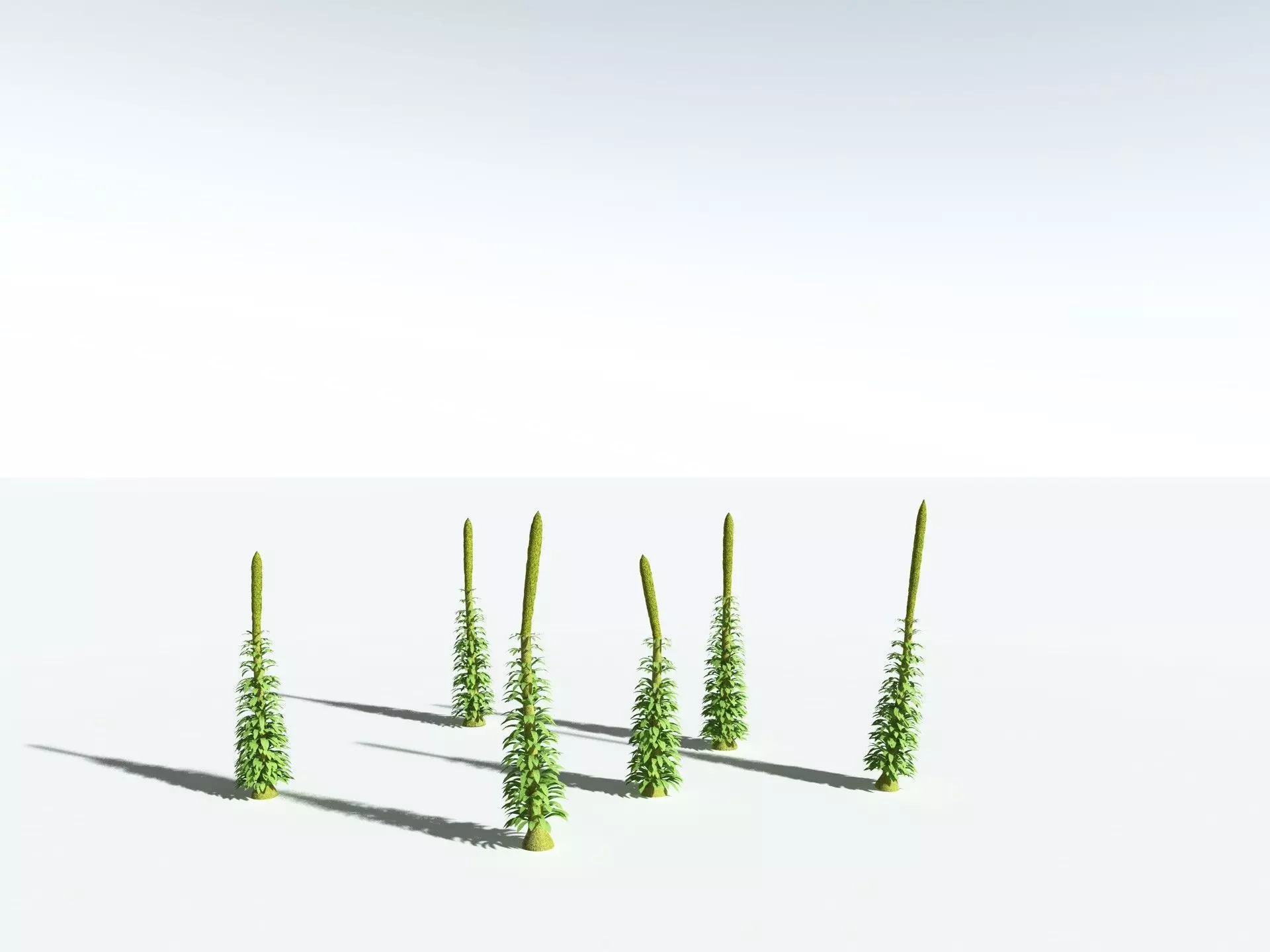 EVERYPlant Chaloneria Cormosa 3D model_24