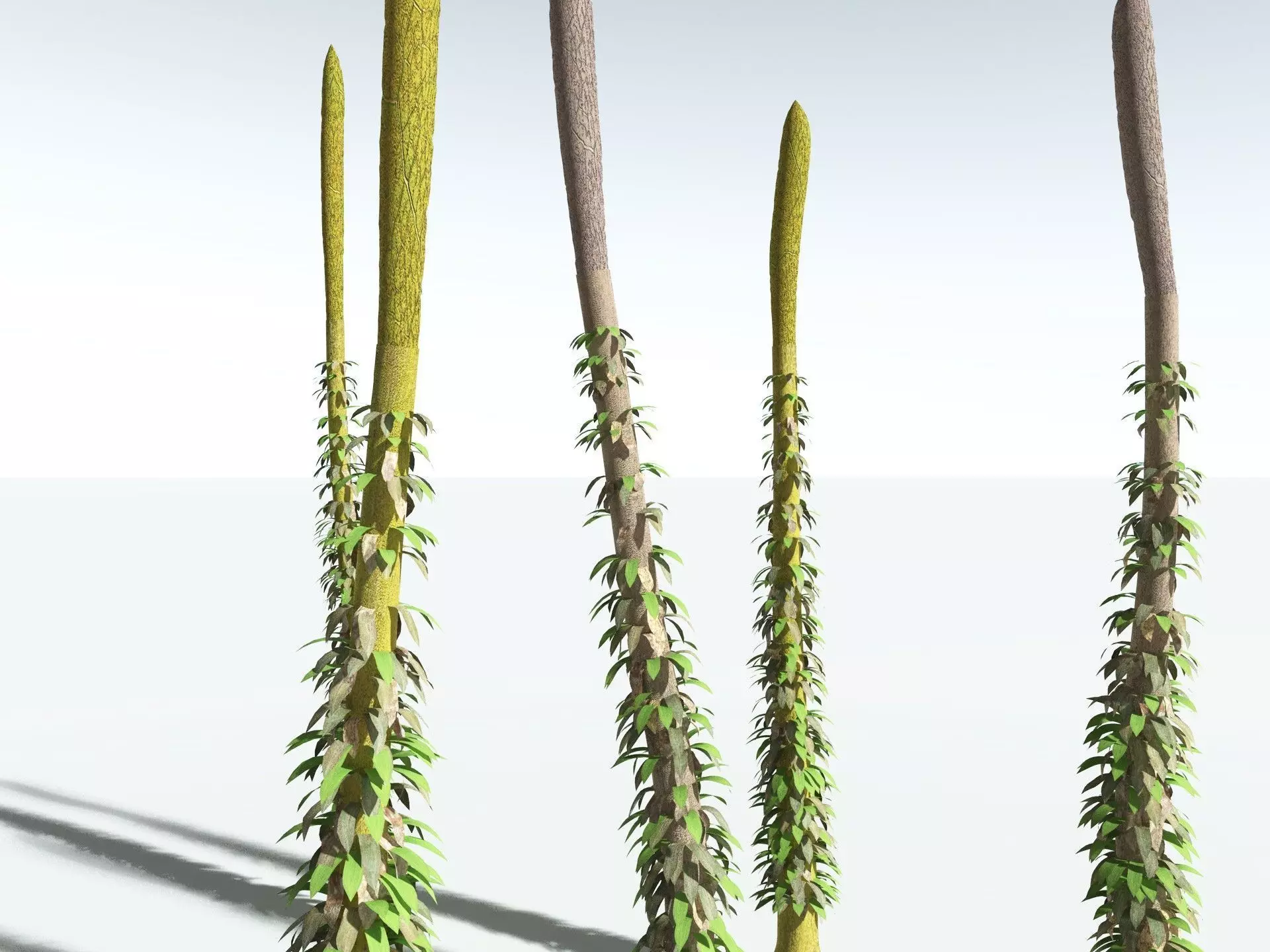 EVERYPlant Chaloneria Cormosa 3D model_15