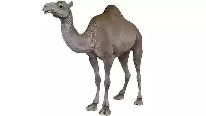 Dromedary Camels 3D model
