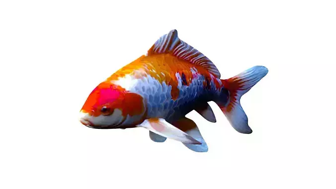 Realistic Koi Carp 3D Model - Colorful Fish