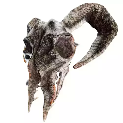 3D Ram Skull  Game and Movie Ready Asset