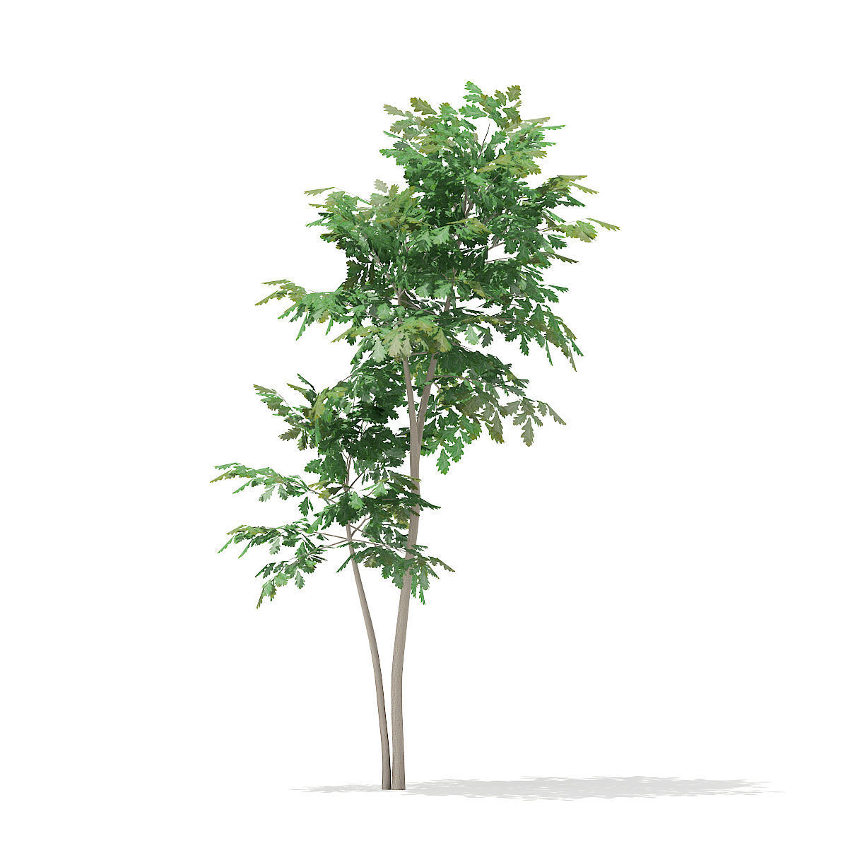 Pedunculate Oak Quercus Robur 3D model_2